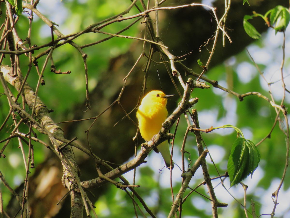 Prothonotary Warbler - ML618528339