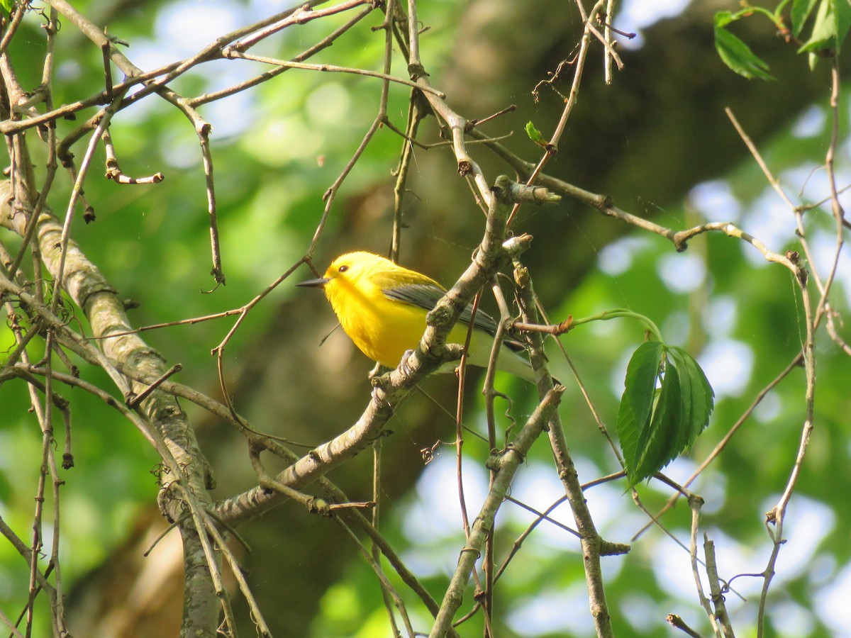 Prothonotary Warbler - ML618528340