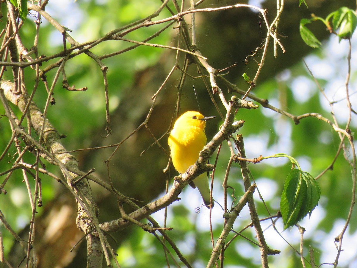 Prothonotary Warbler - ML618528341