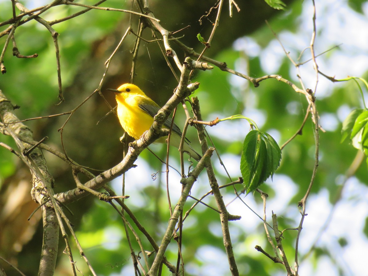 Prothonotary Warbler - ML618528342