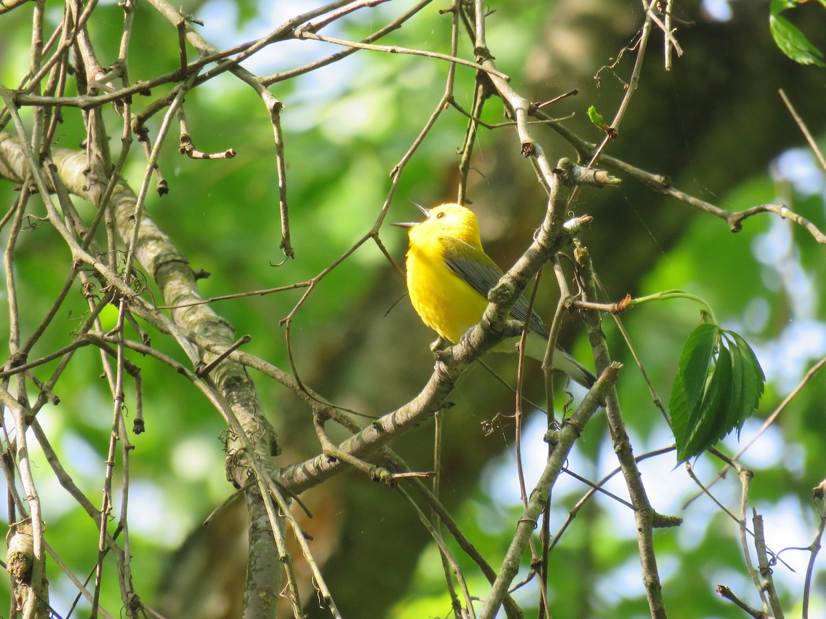 Prothonotary Warbler - ML618528343