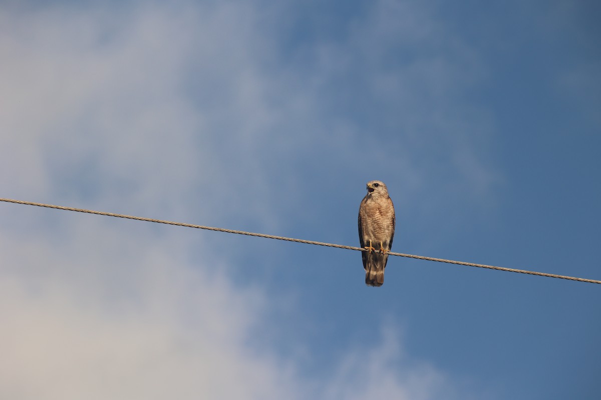 Red-shouldered Hawk - Tomas Kay