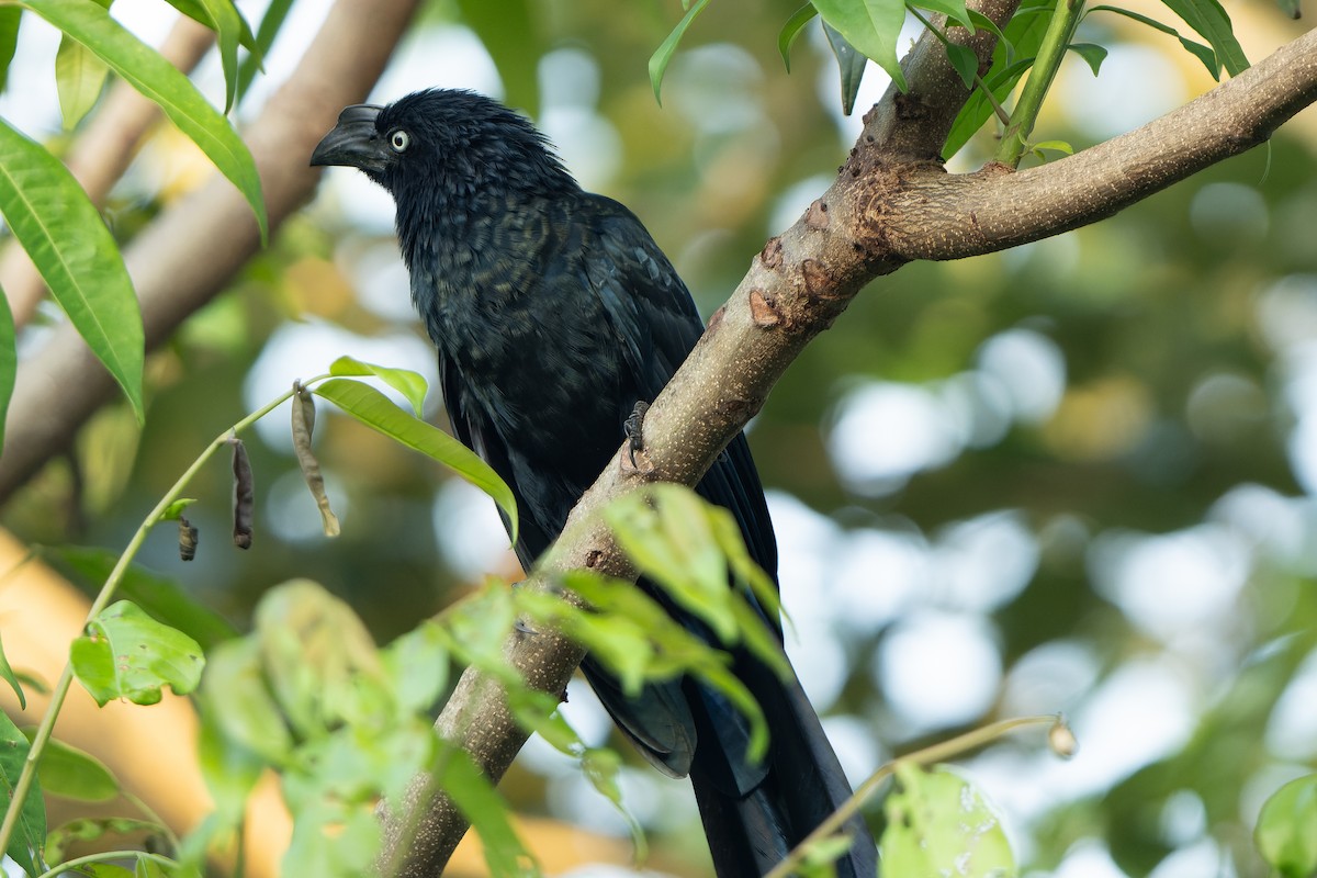 Greater Ani - ML618528375