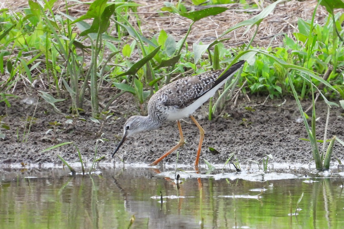 Lesser Yellowlegs - ML618528411