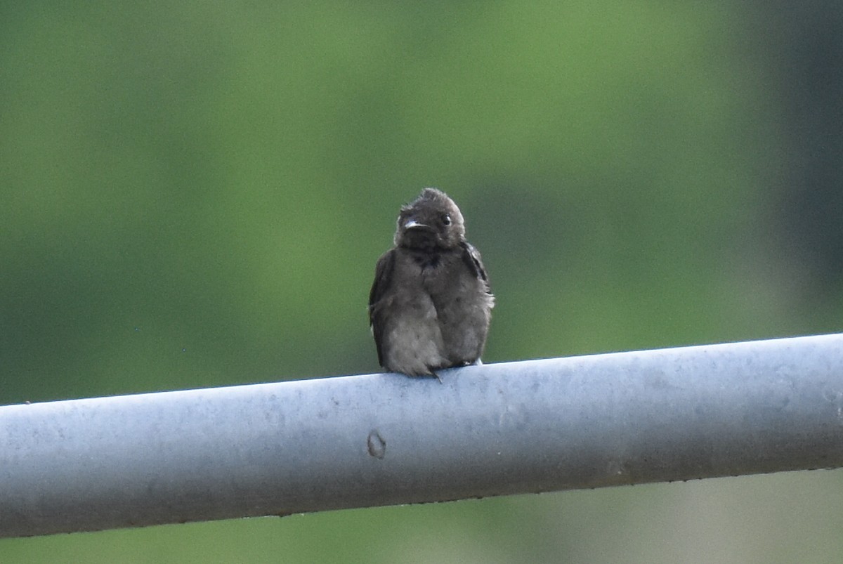 Northern Rough-winged Swallow - ML618528415