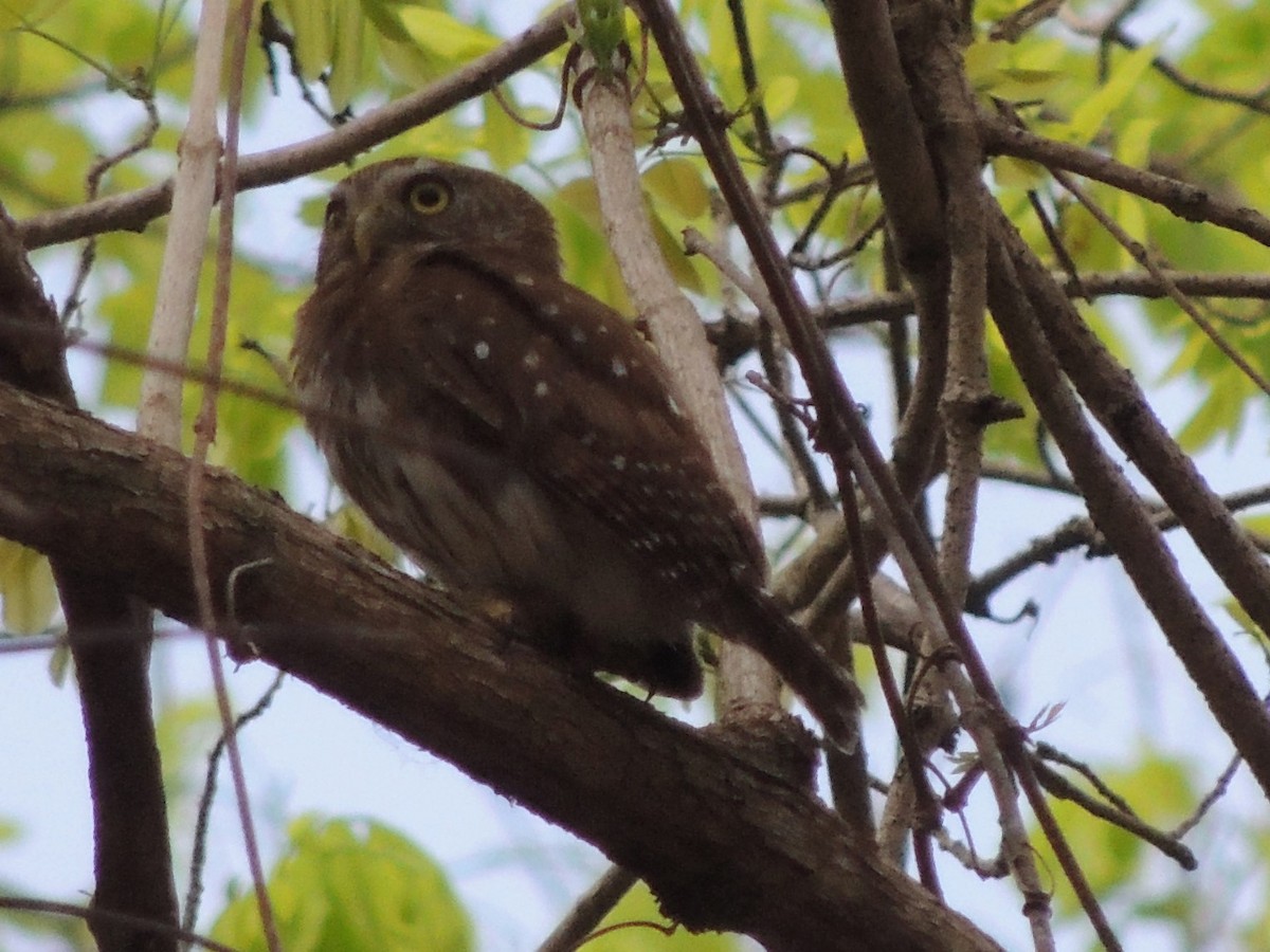Ferruginous Pygmy-Owl - ML618528416