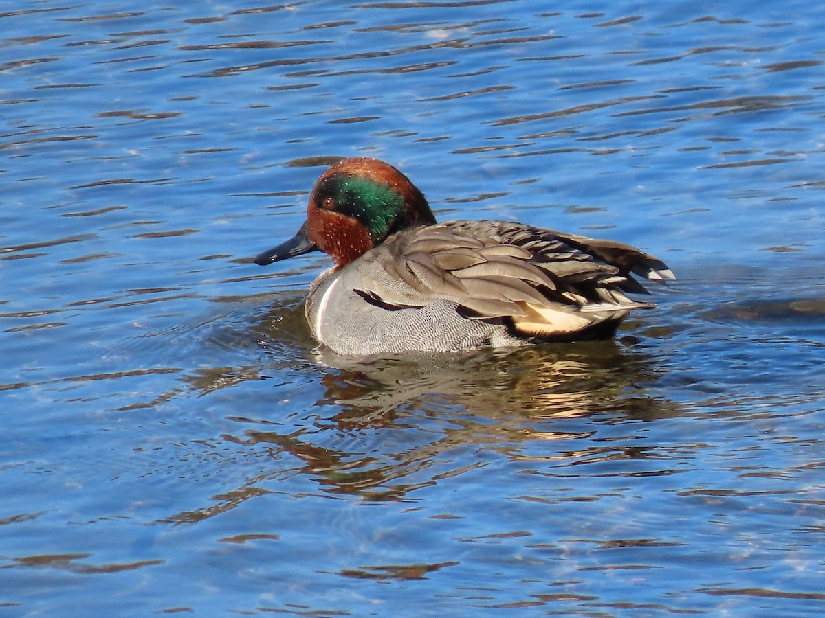 Green-winged Teal - Kim Clark