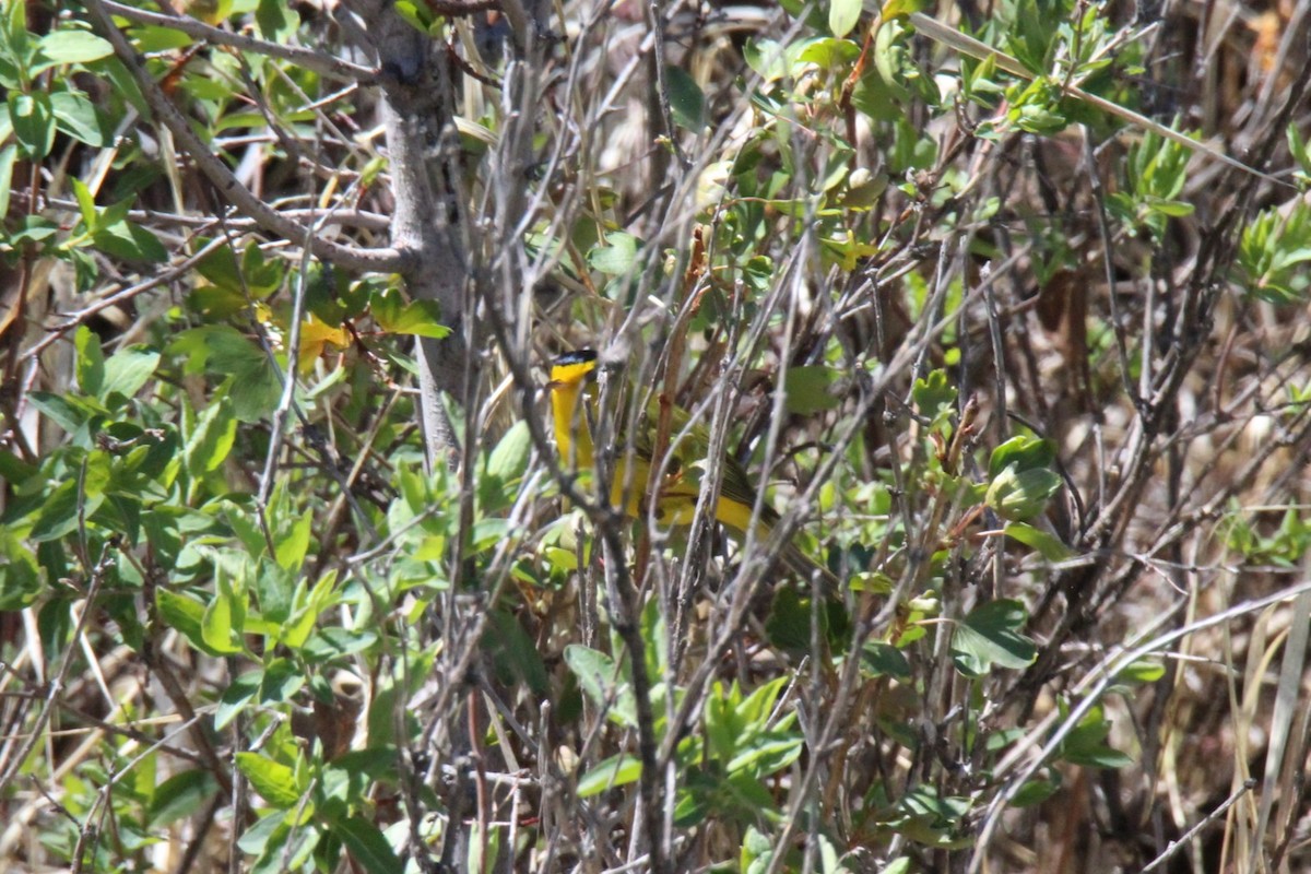 Wilson's Warbler - ML618528427