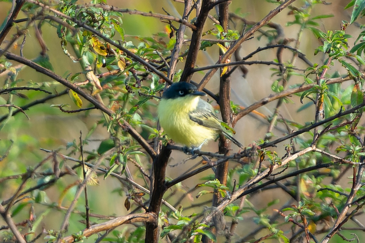 Common Tody-Flycatcher - ML618528471