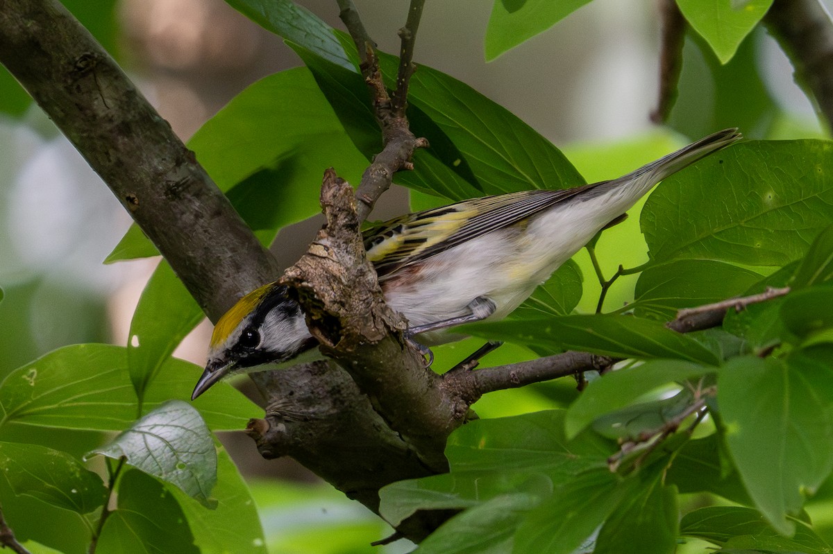 Chestnut-sided Warbler - ML618528473