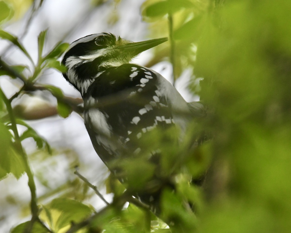 Hairy Woodpecker (Eastern) - Heather Pickard