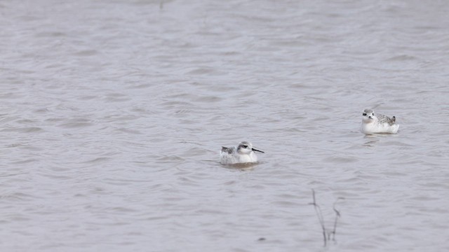 Wilson's Phalarope - ML618528481