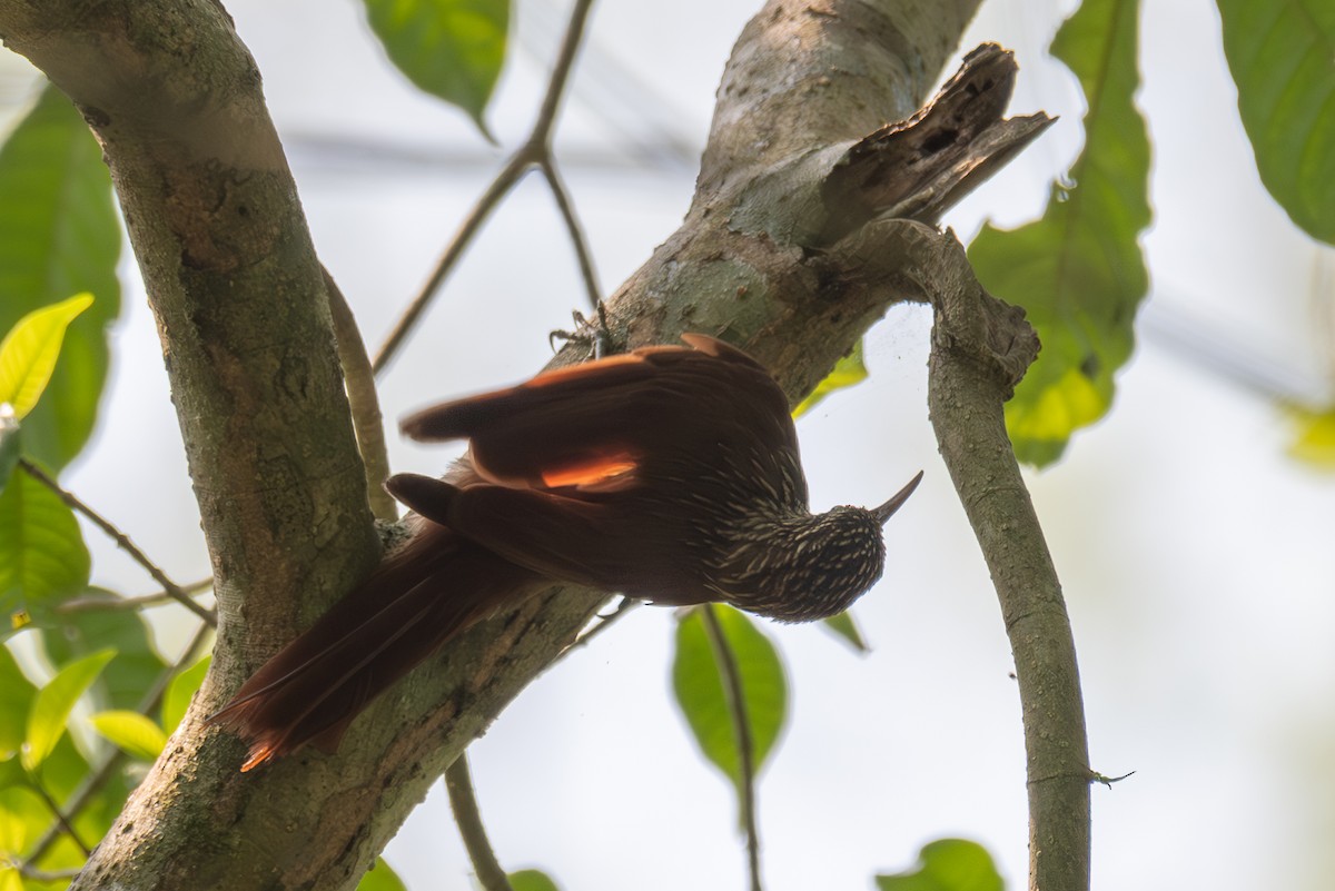 Cocoa Woodcreeper - Richard Rulander