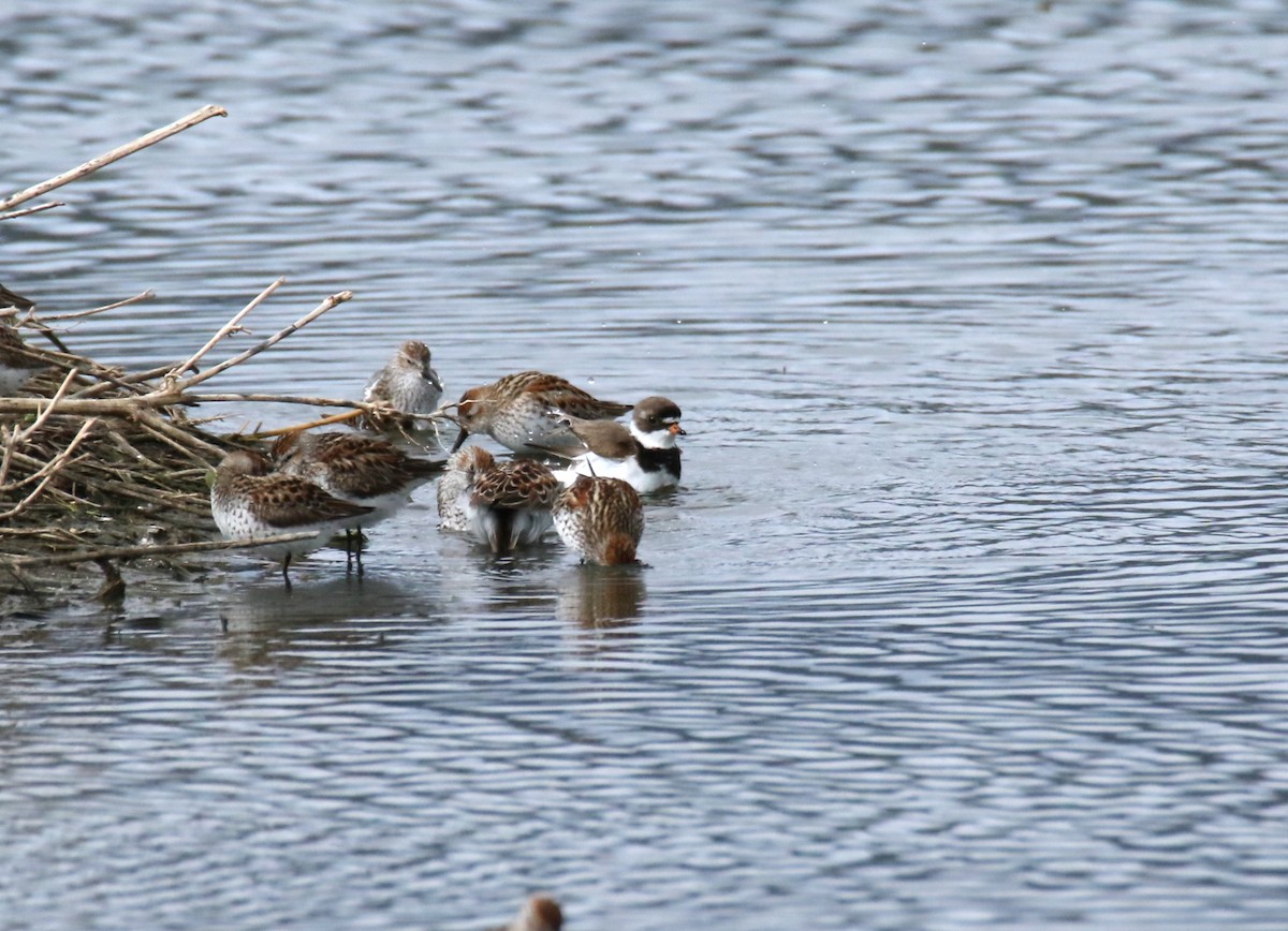 Semipalmated Plover - Steve Stump