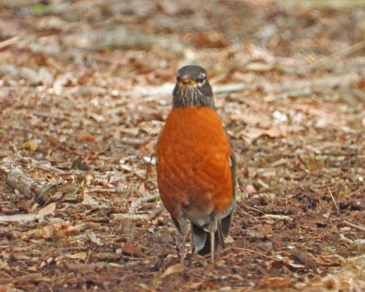 American Robin - Aubrey Merrill