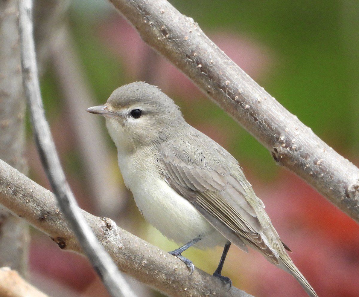 Warbling Vireo - Eve Waterman