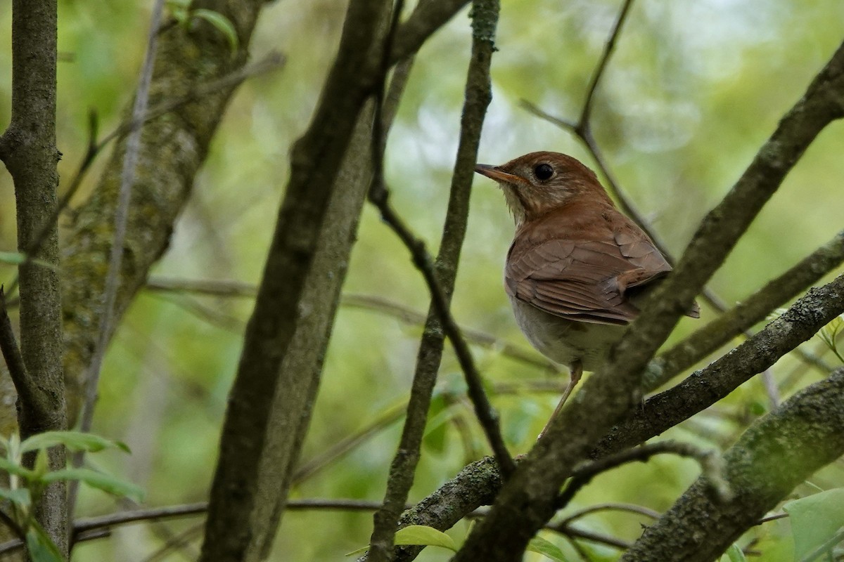 Veery - Russ  And Theresa