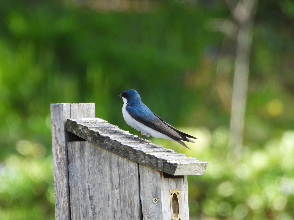 Tree Swallow - Eve Waterman