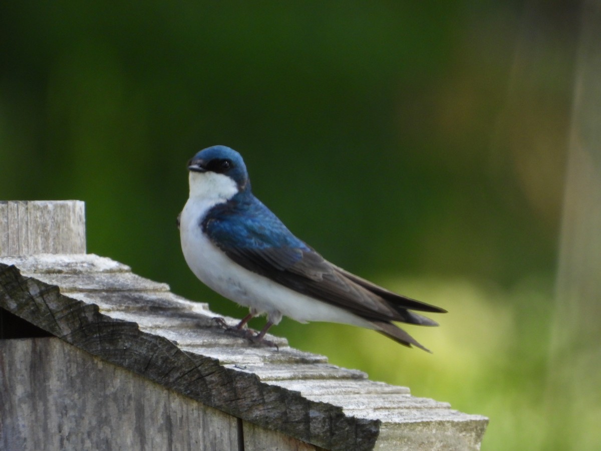 Tree Swallow - Eve Waterman