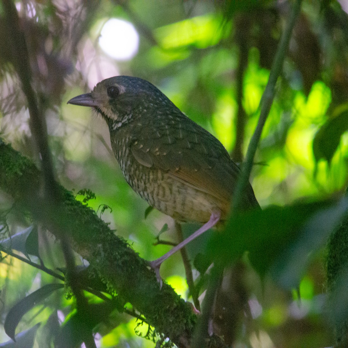 Variegated Antpitta - ML618528582