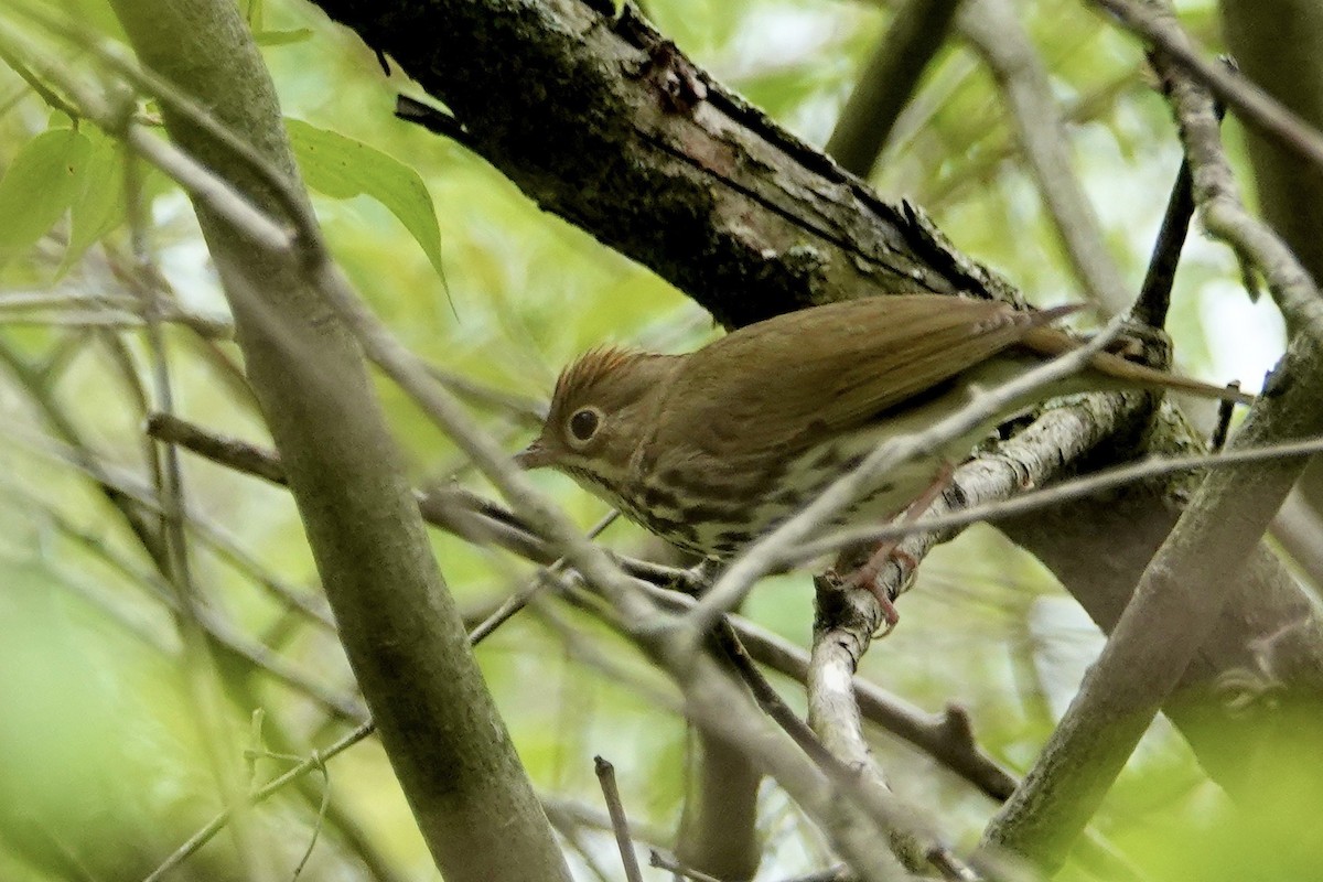 Ovenbird - Russ  And Theresa