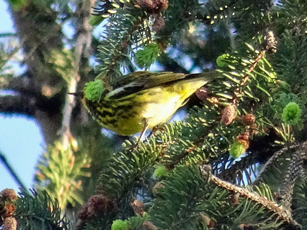 Cape May Warbler - ML618528620