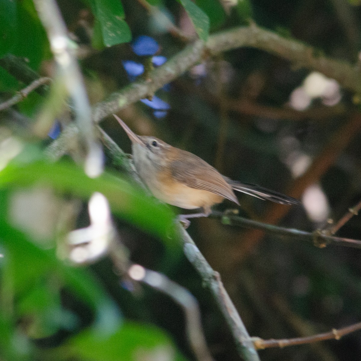 Long-billed Gnatwren - Vinicius Radica Corrêa