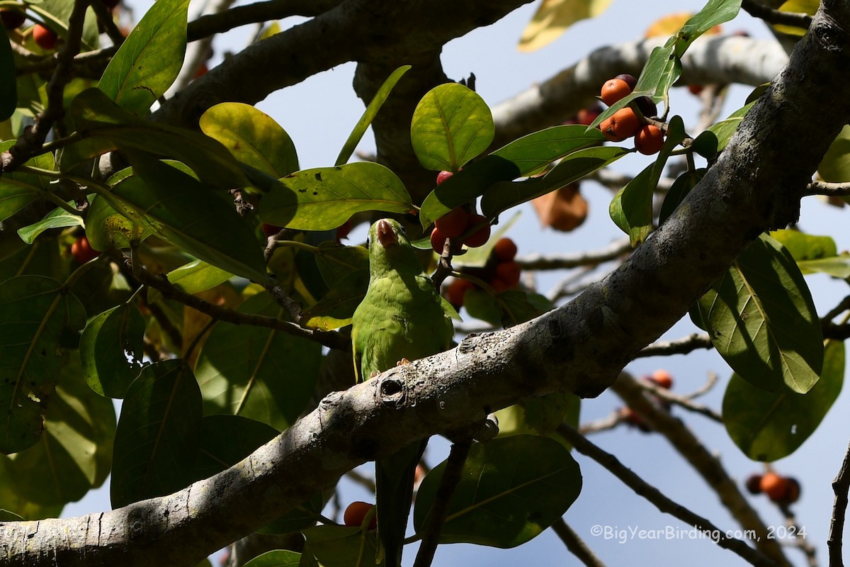 Yellow-chevroned Parakeet - Ethan Whitaker