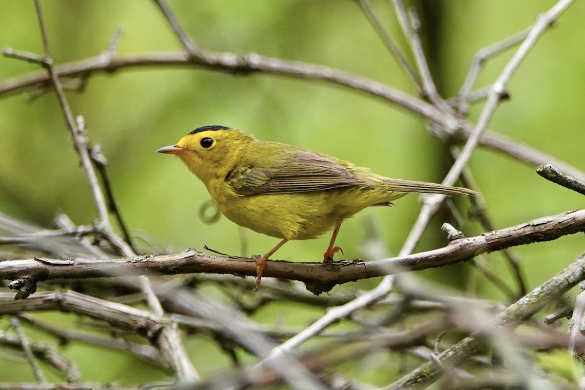 Wilson's Warbler - Russ  And Theresa