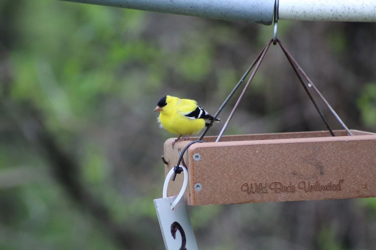 American Goldfinch - ML618528693