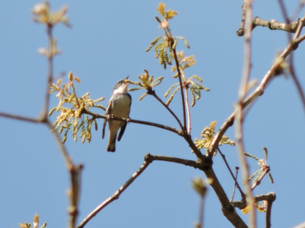 Cerulean Warbler - John Boback