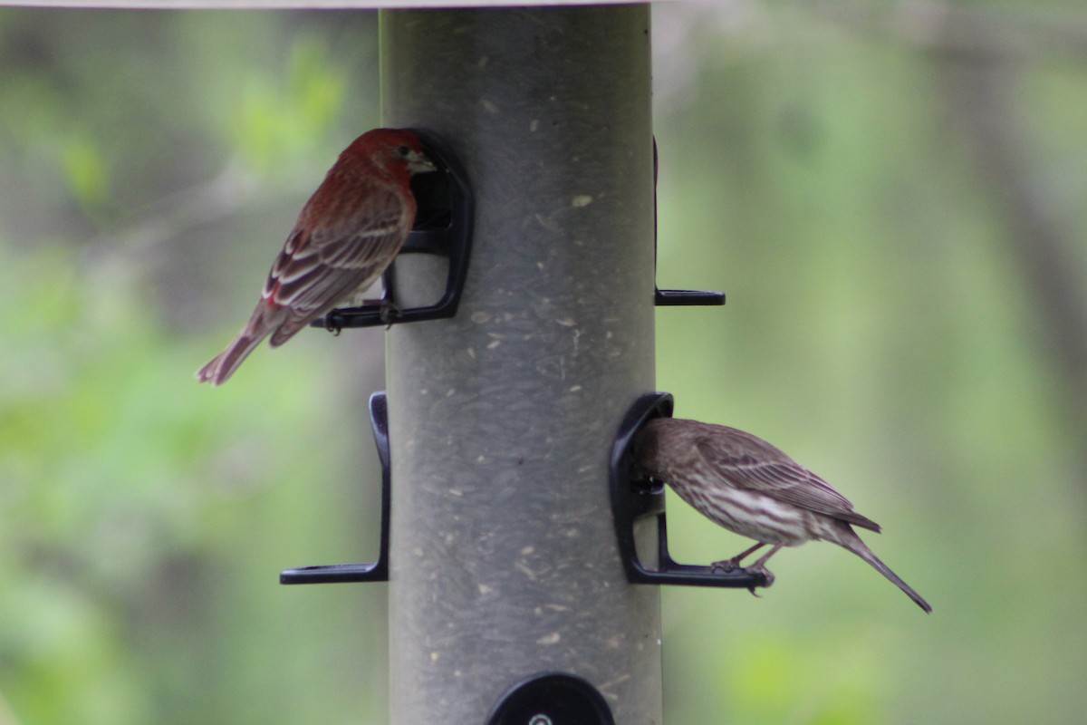 House Finch - ML618528719