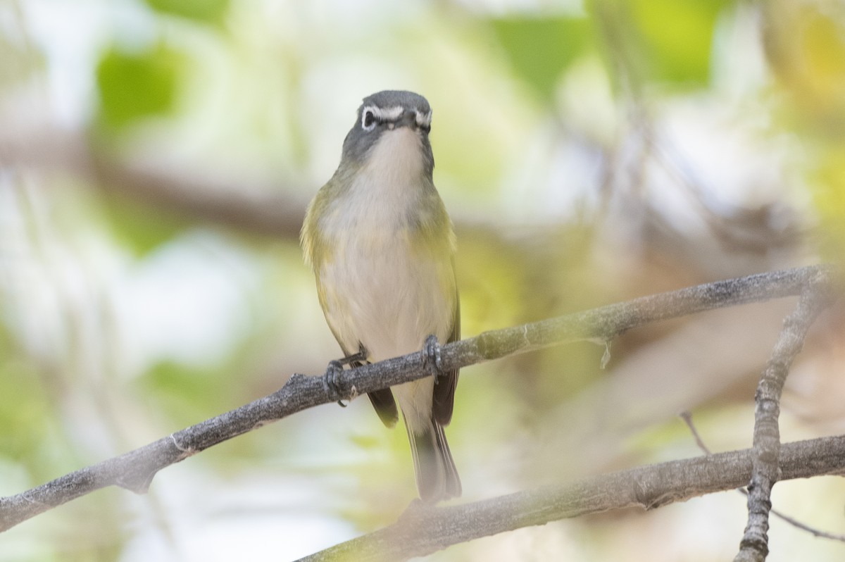 Blue-headed Vireo - ML618528724