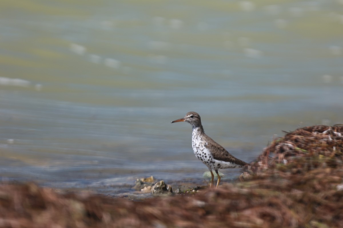 Spotted Sandpiper - Tomas Kay