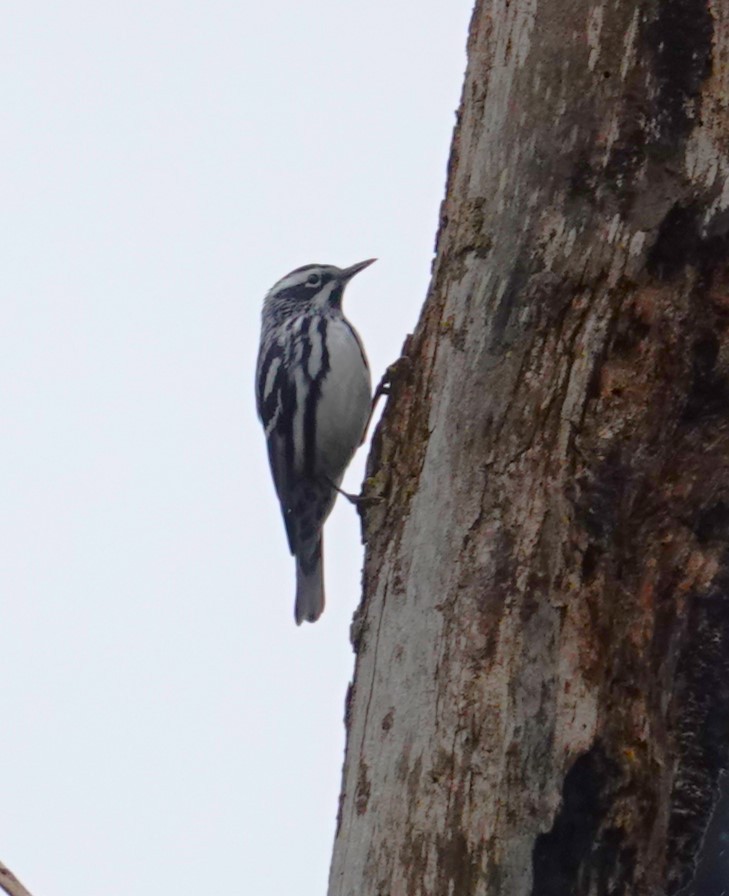 Black-and-white Warbler - Brian Lineaweaver