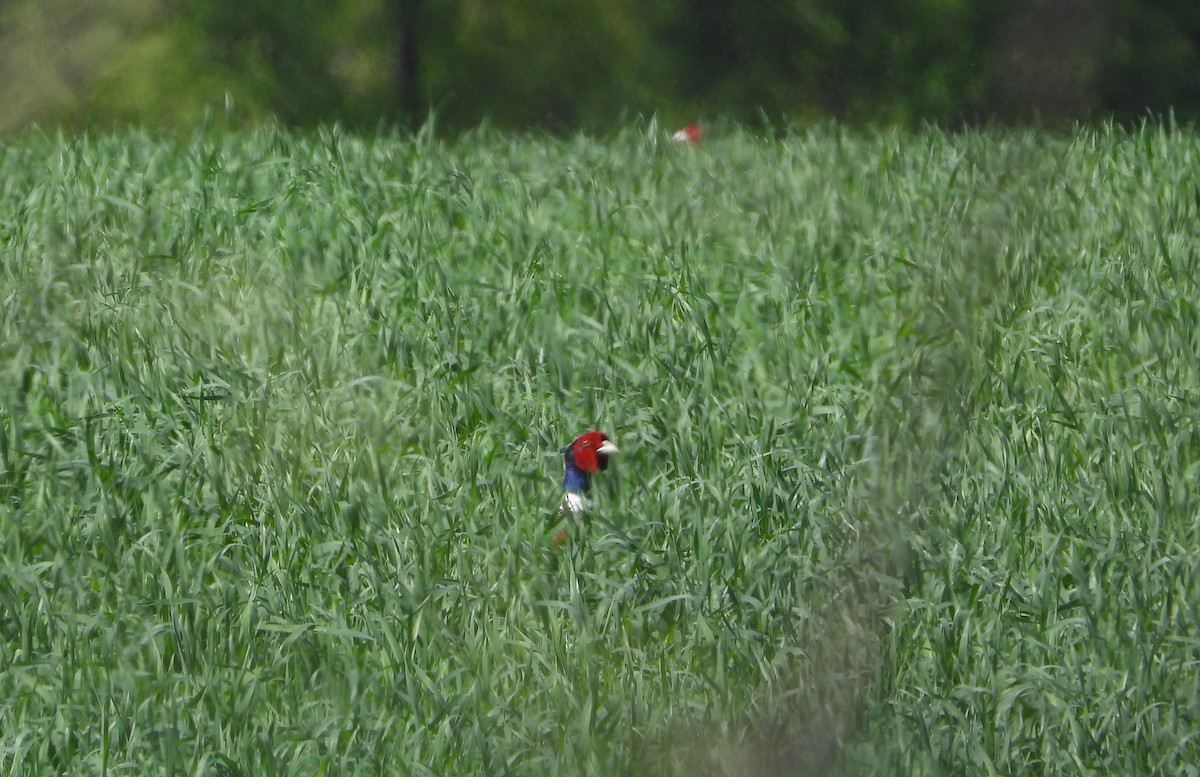 Ring-necked Pheasant - ML618528791