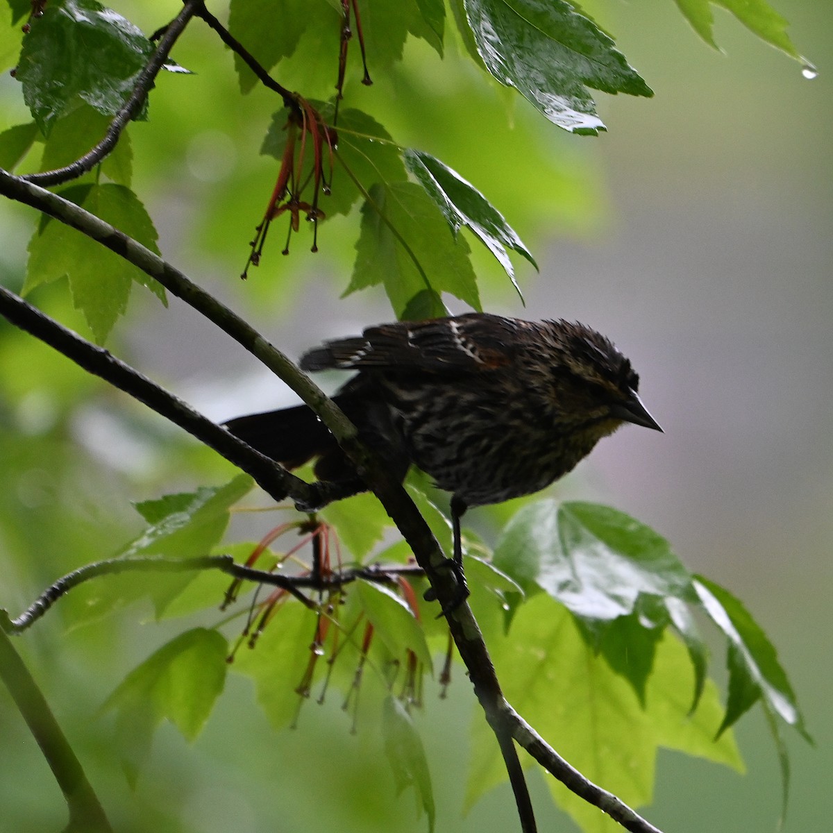 Red-winged Blackbird - Chad Ludwig