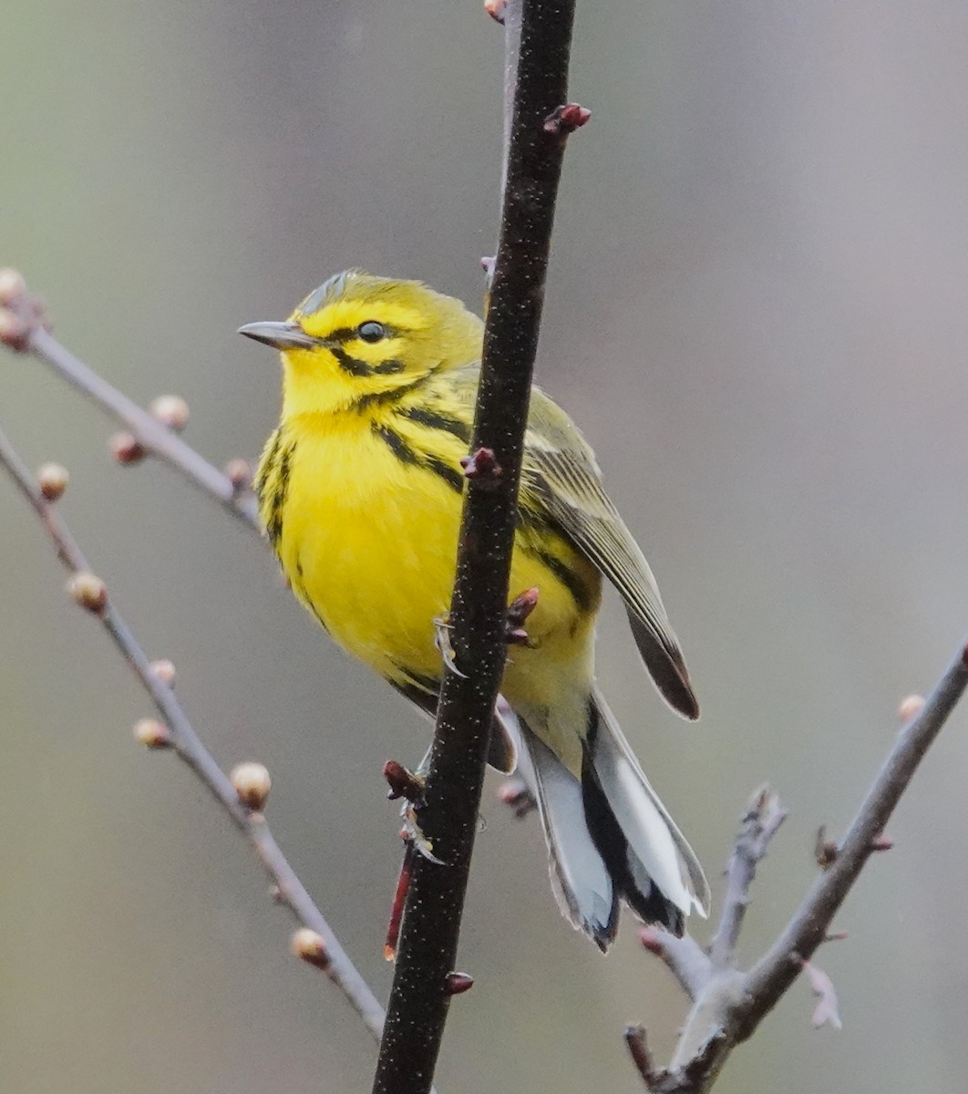 Prairie Warbler - Brian Lineaweaver