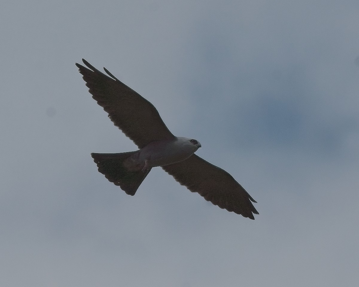 iktinie mississippská - ML618528832