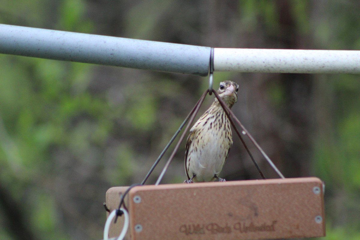 Rose-breasted Grosbeak - ML618528853