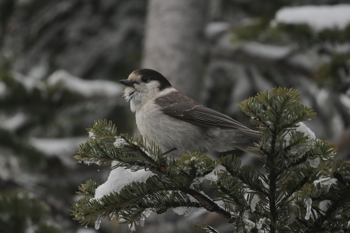 Canada Jay - ML618528854