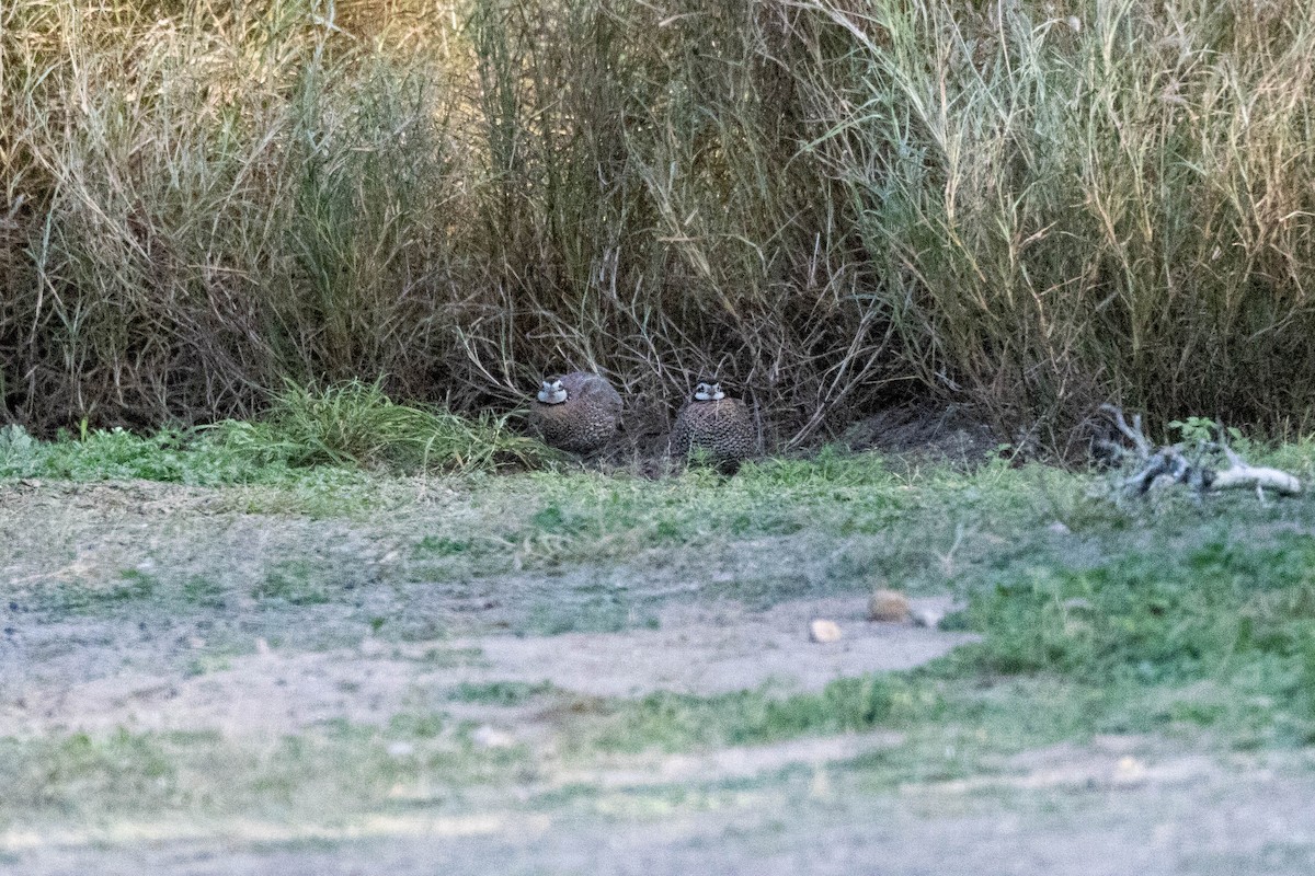 Colín de Virginia (grupo virginianus) - ML618528871