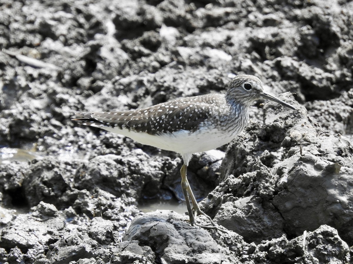 Solitary Sandpiper - ML618528895