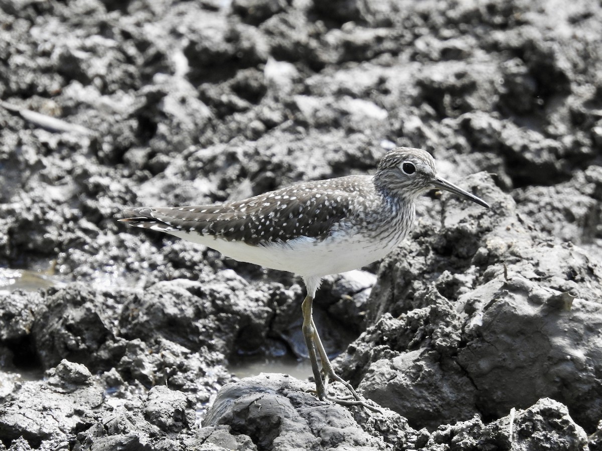 Solitary Sandpiper - ML618528898