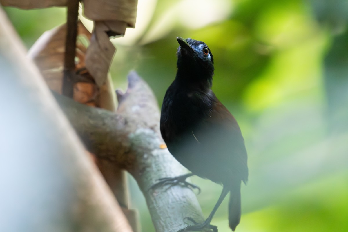 Chestnut-backed Antbird - Richard Rulander