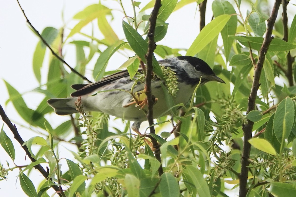 Blackpoll Warbler - Russ  And Theresa