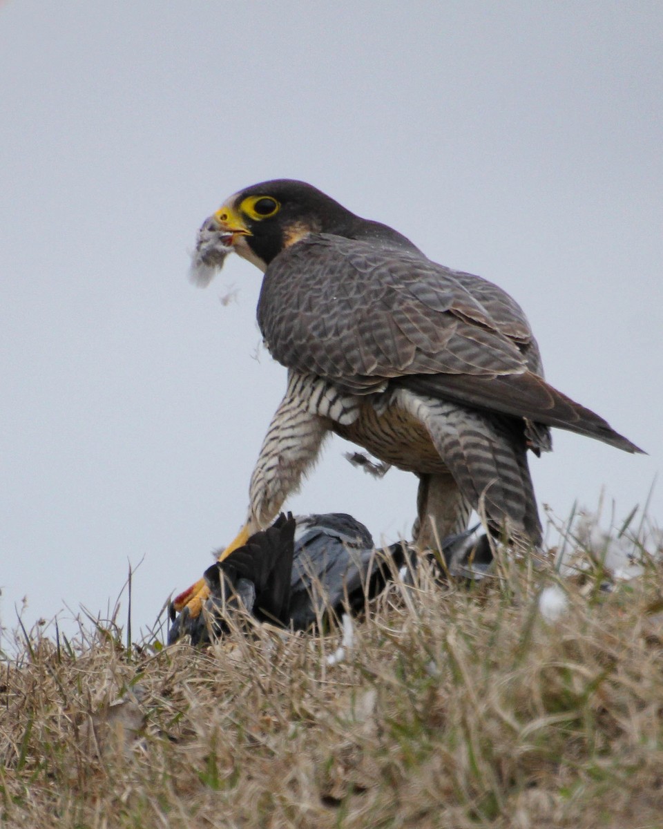 Peregrine Falcon - ML618528931