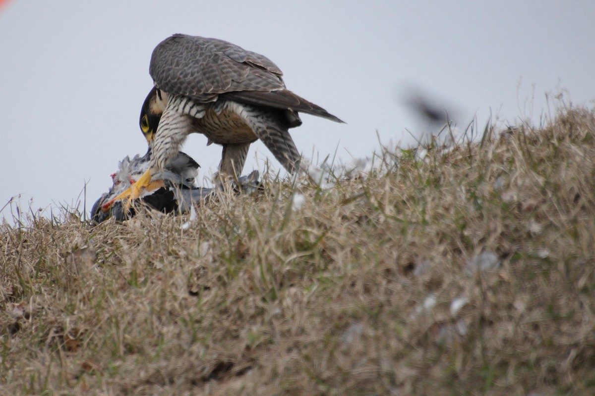 Halcón Peregrino - ML618528932