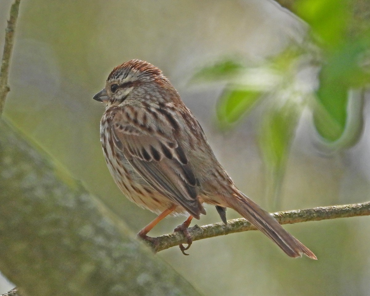 Song Sparrow - Aubrey Merrill