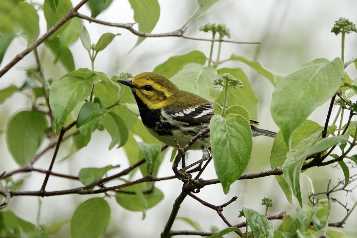 Black-throated Green Warbler - Russ  And Theresa